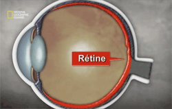 La rétine, au fond de l'œil, est en deux dimensions.