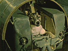 Histoire des fusées - La chienne Laïka dans son compartiment de Spoutnik 2